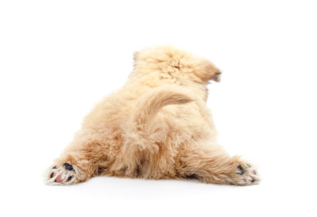 One little dog isolated on a white background.の写真素材