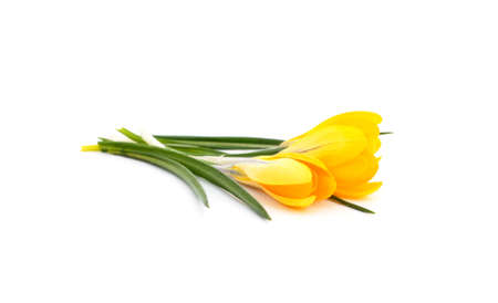 Yellow bouquet of crocuses isolated on white background.