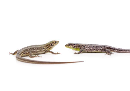 Two little brown lizards isolated on a white background.の写真素材