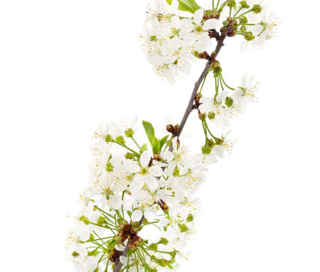 Cherry white blossom isolated on a white background.の写真素材