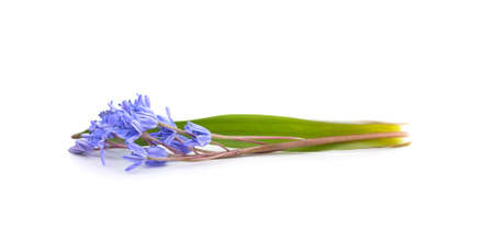 Beautiful bouquet of blue snowdrops with leaves isolated on a white background.
