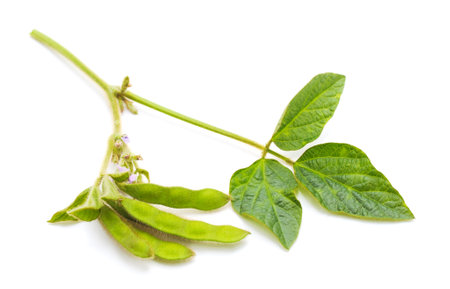 Green pea pods with leaves isolated on a white background.の写真素材