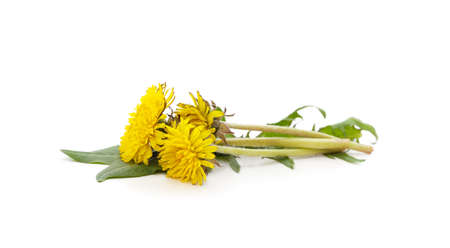 Bouquet of dandelion isolated on a white background.の写真素材