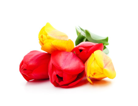 Bouquet beautiful tulips isolated on a white background.の写真素材