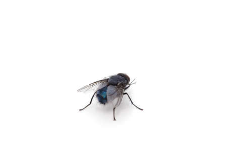 One beautiful fly isolated on a white background.の写真素材