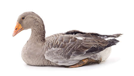 Beautiful gray goose isolated on a white background.の写真素材