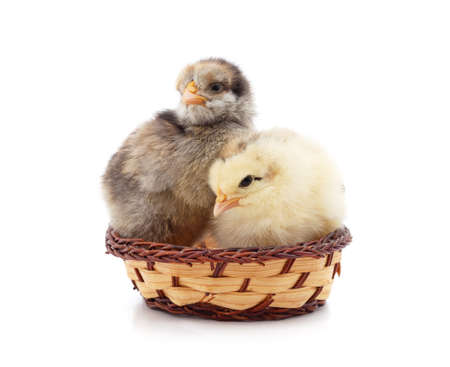 Yellow and gray chicks in a basket isolated on a white background.の写真素材