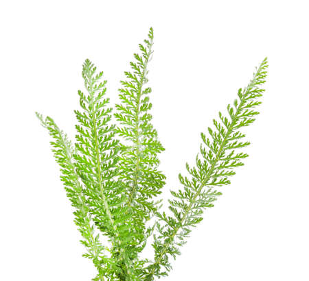 Bunch of green grass isolated on a white background.の写真素材