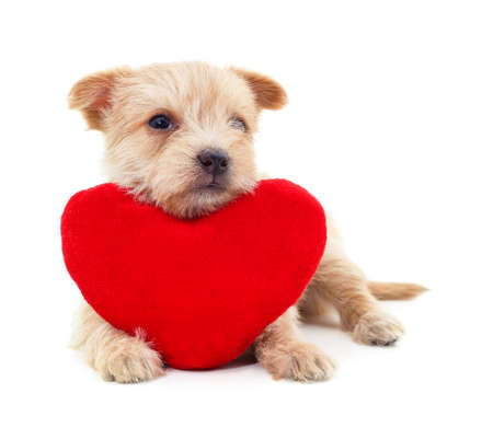 One little dog with a red heart isolated on a white background.の写真素材