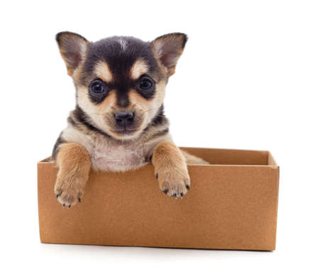 One little dog in the box isolated on a white background.の写真素材