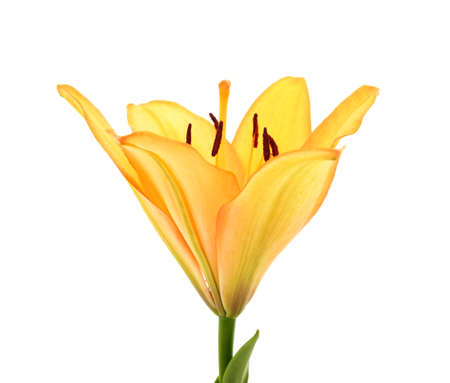 Beautiful orange lily isolated on a white background.の写真素材
