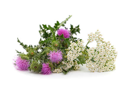 Beautiful yarrow flowers and purple thistle isolated on a white background.の写真素材
