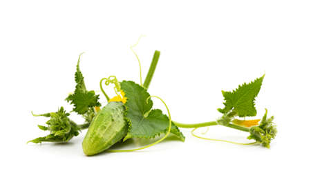 Two ripe cucumbers with flowers and leaves isolated on white background.の写真素材