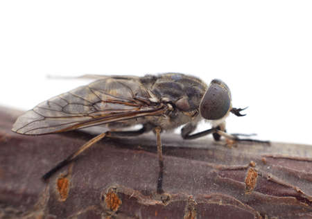 One little gadfly on the tree isolated on a white background.