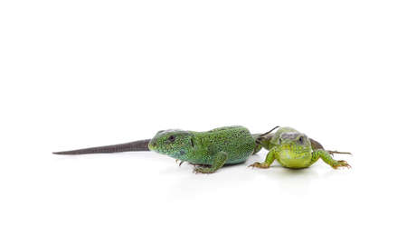 Two little green lizards isolated on a white background.の写真素材