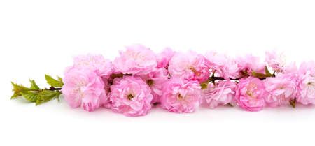 Slender pink twig of apricot blossom isolated on a white background.の写真素材