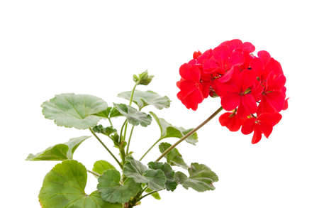 Red pelargonium in a flowerpot isolated on a white background.