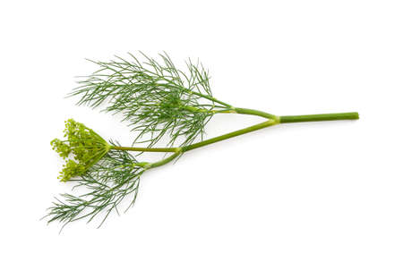 Bunch of green dill isolated on a white background.の写真素材