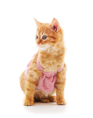 Little red kitten in dresses isolated on a white background.の写真素材