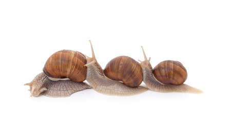 Three beautiful snails with isolated on a white background.の写真素材