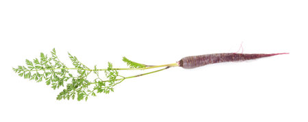 Fresh black carrots with leaves isolated on a white background.の写真素材