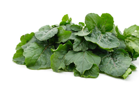Green bouquet of sorrel isolated on a white background.