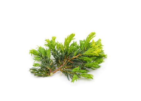 Beautiful green juniper isolated on a white background.の写真素材