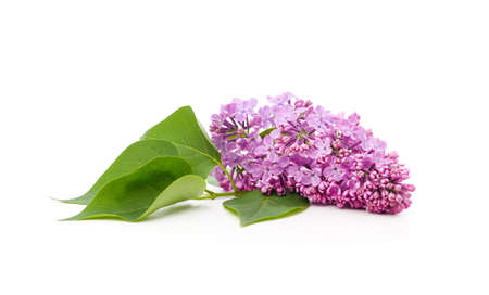 Bouquet of beautiful lilacs isolated on a white background.の写真素材