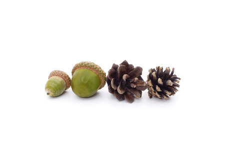 Two green acorns with cones isolated on a white background.の写真素材