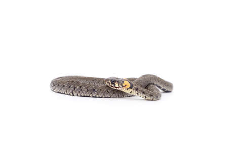 One gray snake isolated on a white background.の写真素材