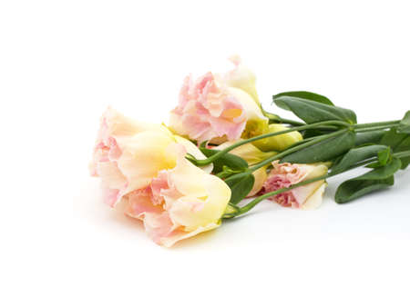 Bouquet of white and blue eustoma isolated on a white background.の写真素材