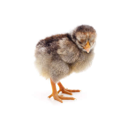 Small gray chicken isolated on a white background.の写真素材