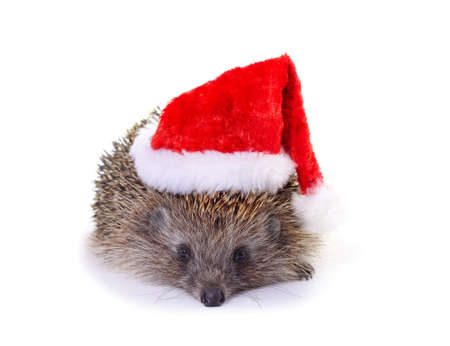 One brown hedgehog in a Christmas hat isolated on a white background.の写真素材