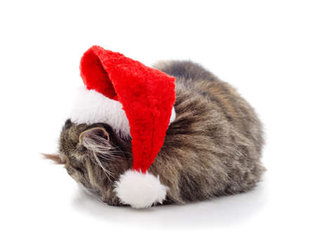 Cat in Christmas hat isolated on a white background.の写真素材