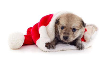 One dog in a Christmas hat isolated on a white background.の写真素材