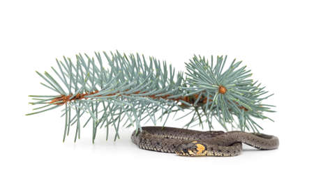 Snake with a branch of thuja isolated on a white background.の写真素材