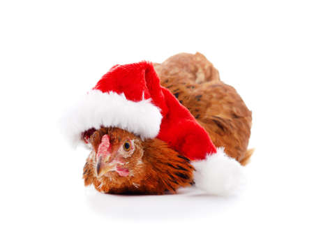Chicken in Christmas hat with isolated on white background.の写真素材