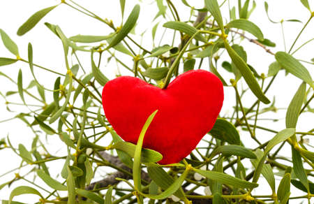 Christmas bouquet of mistletoe with toy heart isolated on a white background.の写真素材