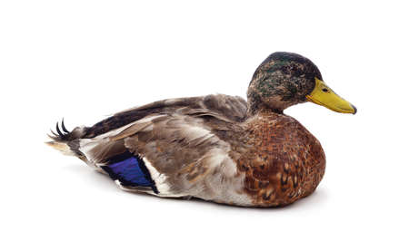 One brown duck isolated on a white background.の写真素材