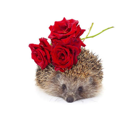 Homemade hedgehog with a rose isolated on a white background.の写真素材