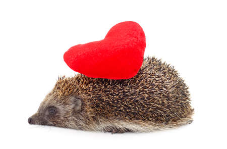 One brown hedgehog with heart isolated on a white background.の写真素材