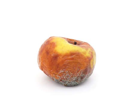 One rotten apple isolated on a white background.の写真素材