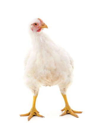 One white chicken isolated on a white background.の写真素材