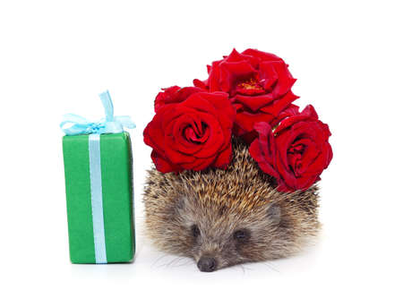 Homemade hedgehog with a rose and gift isolated on a white background.の写真素材