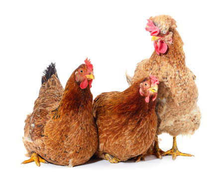 Three brown chickens isolated on a white background.の写真素材