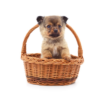 One small dog in a basket isolated on a white background.の写真素材