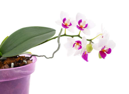 Orchid beautiful in the pot isolated on a white background.の写真素材