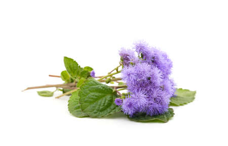 Ageratum blue with leaves isolated on a white background.
