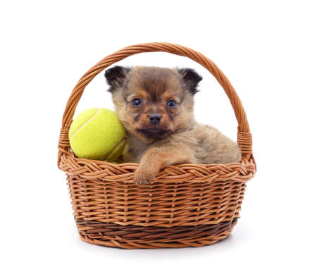 Two small dogs in a basket with a sports ball isolated on a white background.の写真素材