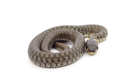 One gray snake isolated on a white background.